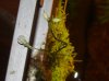 Utricularia graminifolia2.JPG
