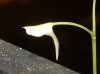 Utricularia graminifolia4.JPG