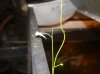 Utricularia graminifolia5.JPG