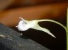 Utricularia graminifolia6.JPG