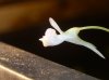 Utricularia graminifolia7.JPG
