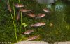 6 Barbus fasciolatus.jpg