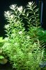 Rotala1.jpg