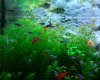 Rotala2.jpg