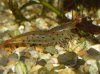 rubropunctata33.JPG