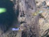 Japanblaue Guppys.jpg