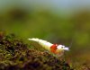 red-bee-29.jpg