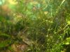 k-7325 C.diminutus Nachwuchs.JPG