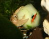 Gieriger Cherax.jpg