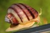 Schnecke-Rosa.jpg