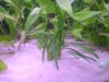 pflanze_001_600x450.jpg
