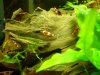 Crystal Red Garnelen.JPG