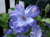 clematis.jpg
