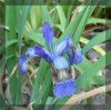 iris2.jpg
