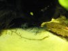 yabby1.JPG