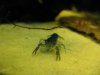 yabby2.JPG