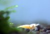 snow-white-2.jpg