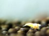 snow-white-3.jpg