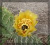 Kaktusblüte1.jpg
