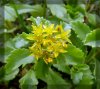 gelbe-Blüte.jpg