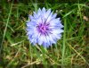 Papierblume.jpg