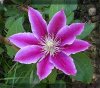 Clematis1.jpg