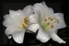 Lilie1.jpg