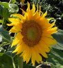 Sonnenblume1.jpg