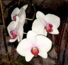 orchidee2.jpg
