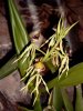 orchidee5.jpg