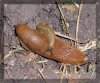 Nacktschnecken.jpg