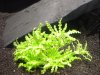 25er Pogostemon helferi.JPG
