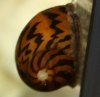 Zebrarennschnecke-neu.jpg