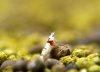 red-bee-31.jpg