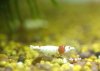 red-bee-32.jpg