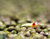 red-bee-34.jpg