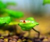 red-bee-36.jpg