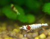 red-bee-37.jpg