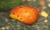 Orange-Track.jpg