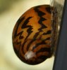Zebrarennschnecke-neu2.jpg