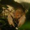 Cherax-Höhle.jpg