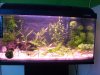 Neues_Aquarium_004_600x450.jpg