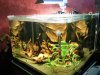 scapertank (Kopie).jpg