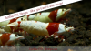 JustBee-PRL-Shrimps-images-2014.png