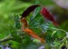 DSC_0532.JPG