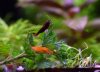 DSC_0537.JPG
