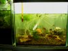 Betta rutilans zuchtbecken.JPG