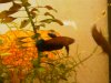 Betta persephoneM1.JPG