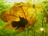 Betta-uberis-Schaumnest.JPG