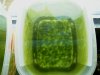 Chlorella0,5Labgesetzt2.JPG